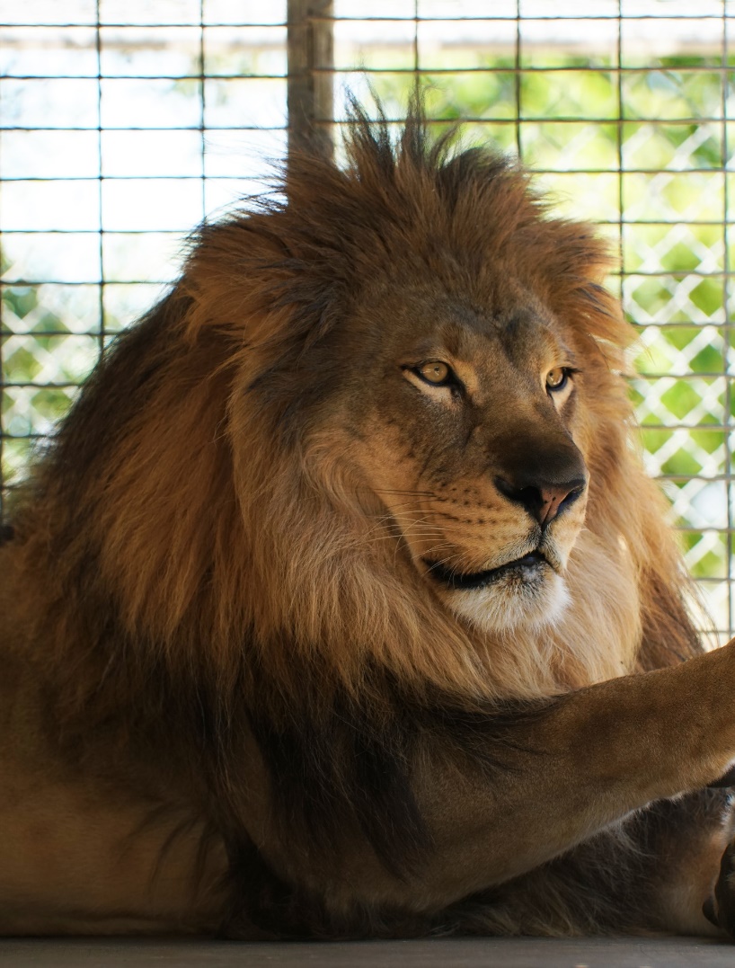 moorpark college zoo